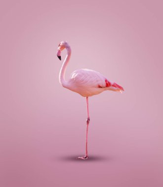 Güzel bir pembe flamingo, temiz renkli kız arkaplanı üzerine poz veriyor.