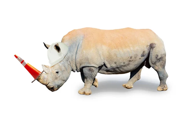 Концепция Строителя Носорога Дорожным Оранжевым Конусом Роге Шлемом Носороге — стоковое фото