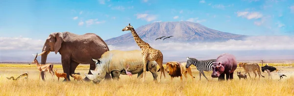 Veel Verschillende Afrikaanse Dieren Olifant Neushoorn Giraf Leeuw Zebra Cheeta — Stockfoto