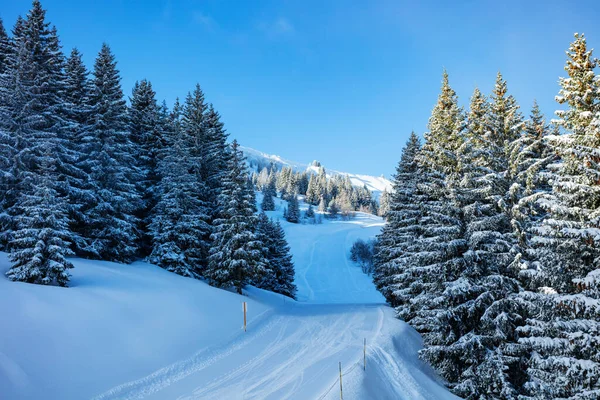 Skipiste Door Prachtig Besneeuwd Dennenbos Zware Sneeuwval Berg Winter — Stockfoto