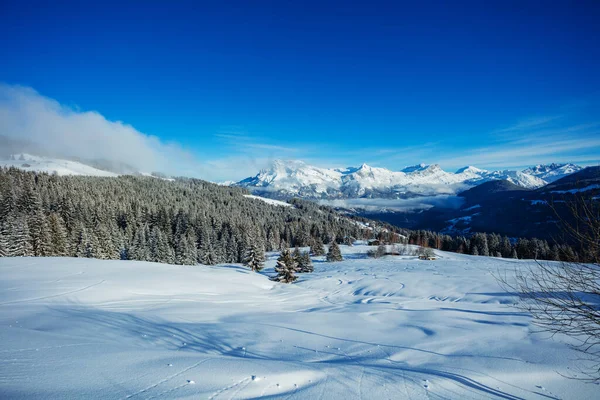 Untouched Panorama Winter Alpine Landscape Fir Forest Snowfall French Alps — Stok fotoğraf