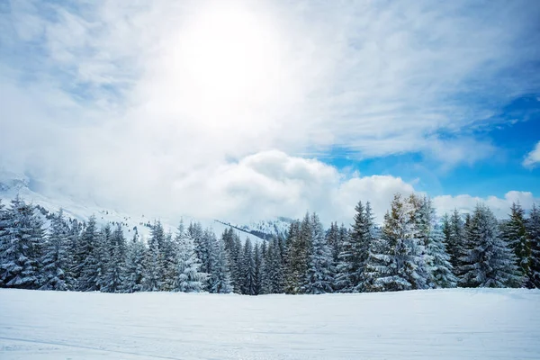 Majestic Forest Firs Covered Snow Sunny Day Heavy Snowstorm Mountains — ストック写真