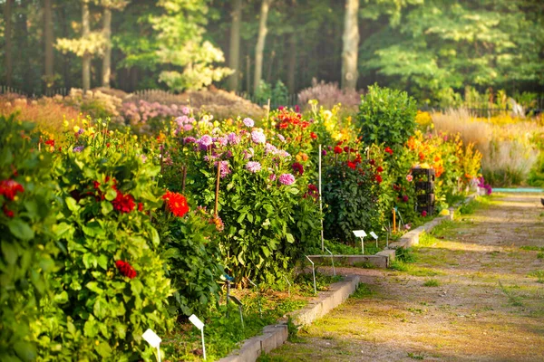 Viele Verschiedene Sträucher Mit Roten Und Rosa Dahlienblüten Garten — Stockfoto