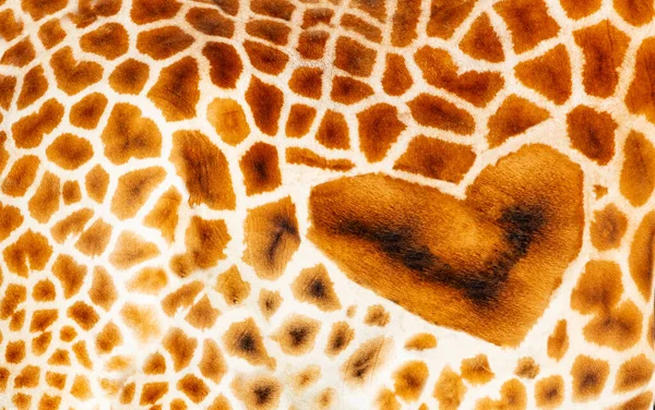 Texture of giraffe animal skin with heart shaped lovely spot