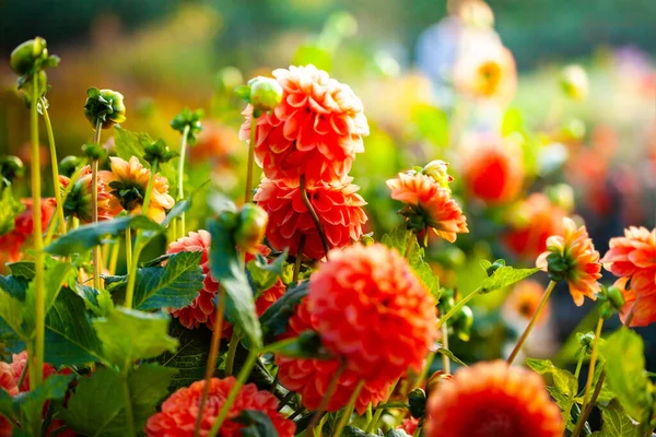 Different Red Dahlia Flowers Also Called Asteraceae Family Dicotyledonous Flowerbed — Zdjęcie stockowe