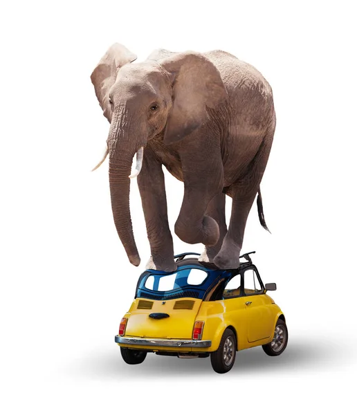 Heavy Big African Elephant Smash Small Little Car Concept Mixed — ストック写真