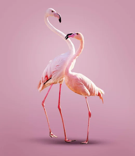 Two Beautiful Pink Flamingos Posing Together Clean Color Girlish Background — Foto Stock