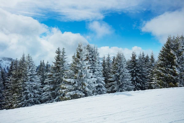 Hermoso Bosque Abetos Cubiertos Nieve Día Soleado Después Una Fuerte — Foto de Stock