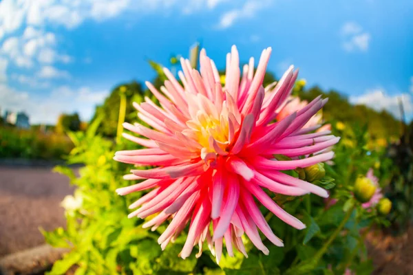 굴리아 꽃밭에 레우스 분홍빛 — 스톡 사진