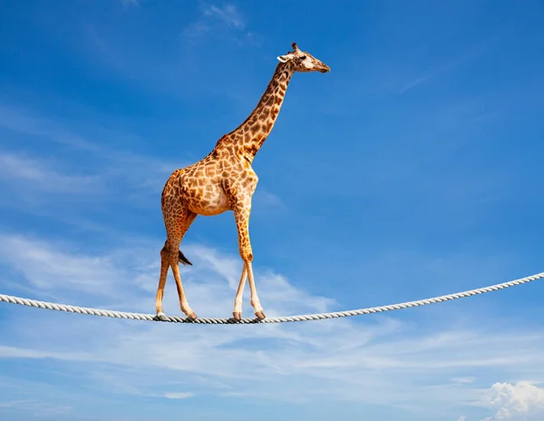 Концепция Изображения Храброго Жирафа Идущего Веревке Над Голубым Облачным Небом — стоковое фото