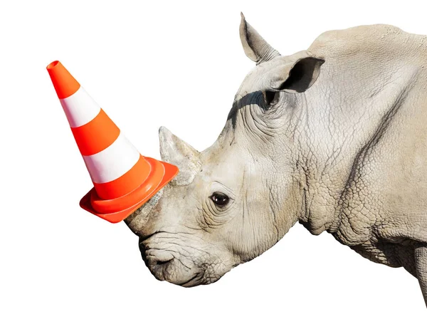 Rhinoceros Head Portrait Wear Road Cap Horn Heavy Construction Worker — Foto Stock