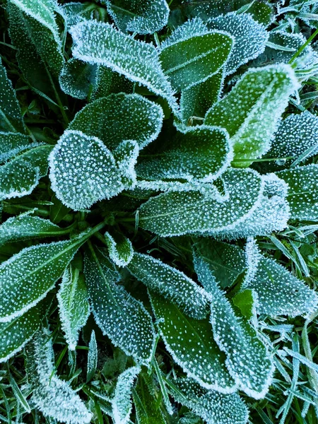 Grass Leaves Frozen Ice Cubes Lawn Winter Day Close Shoot — Stock Photo, Image