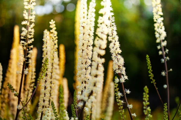 Veronicastrum White Flowers Green Garden Background Close View — Stok fotoğraf