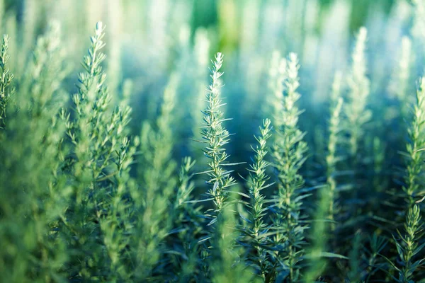 Wiele Roślin Zielonych Artemisia Ogrodzie Flowerbed — Zdjęcie stockowe