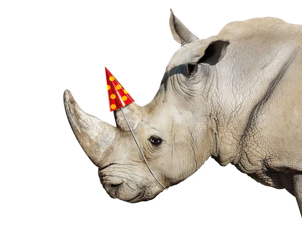 Rhinoceros birthday Stock Photos, Royalty Free Rhinoceros birthday