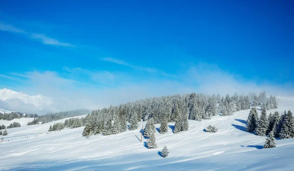 Panorama Winter Alpine Landscape Fir Forest Snowfall Light Clouds Sunny Stock Photo