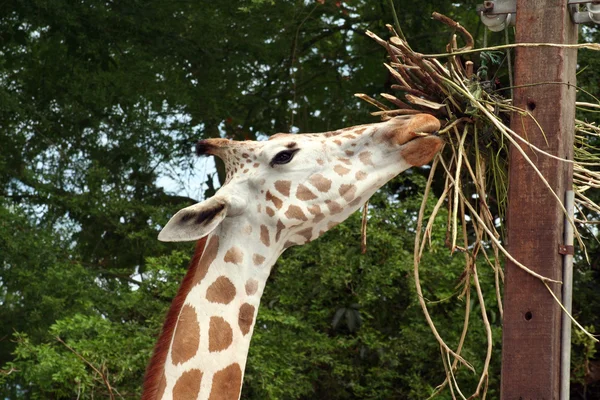 Giraffe eten — Stockfoto