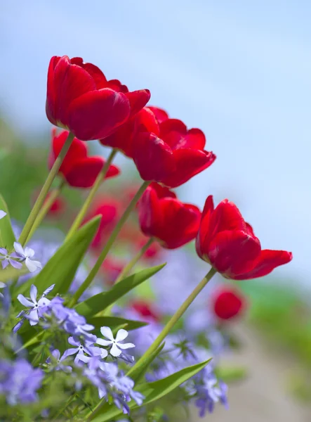 Червоний тюльпан з боке на фоні блакитного неба — стокове фото