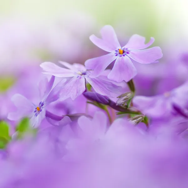 Bunte blaue Blumen lila Blüten Nahaufnahme weicher Fokus — Stockfoto