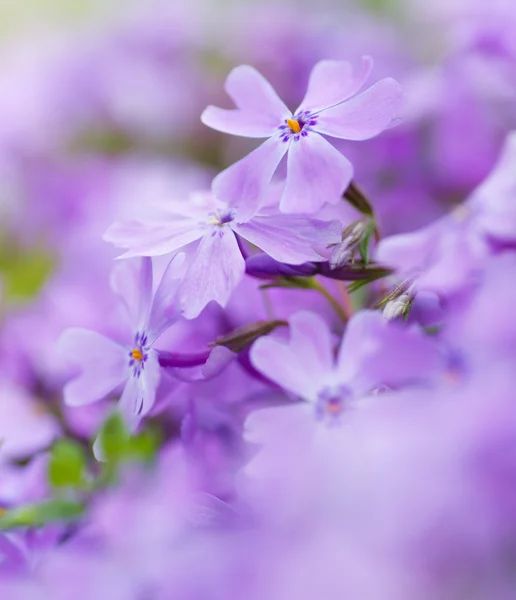 Bunte blaue Blumen lila Blüten Nahaufnahme weicher Fokus, — Stockfoto