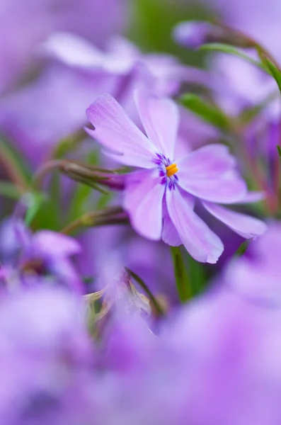 七彩的蓝色花朵紫色的花朵特写软焦点, — 图库照片