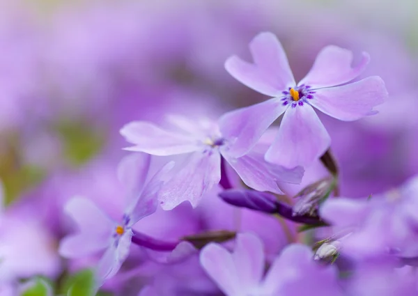 Bunte blaue Blumen lila Blüten Nahaufnahme weicher Fokus, — Stockfoto