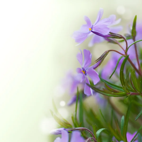 七彩的蓝色花朵紫色的花朵特写软焦点, — 图库照片