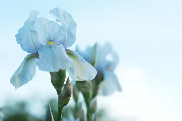 Барвиста квітка біла іриса — стокове фото