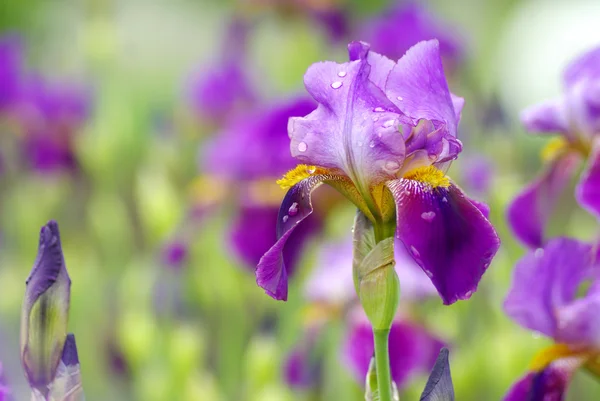 Красиві Ірис квітка — стокове фото