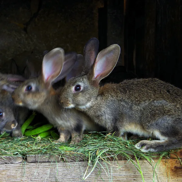 Junge Kaninchen. — Stockfoto