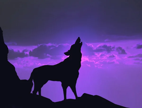 Lobo uivando em um penhasco — Fotografia de Stock