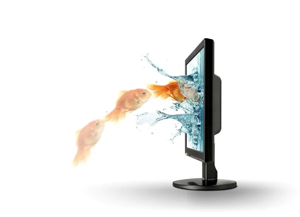 Goldfish jump into computer monitor — Zdjęcie stockowe