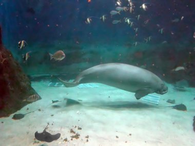 Manatee ve balık su altında yüzmek