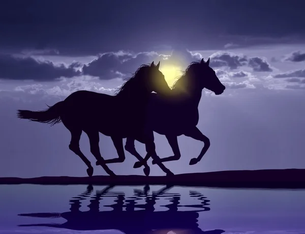 Chevaux courant au coucher du soleil avec réflexion de l'eau — Photo