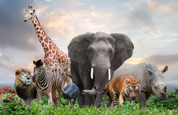 Ormandaki Bir Grup Vahşi Hayvan Birlikte — Stok fotoğraf