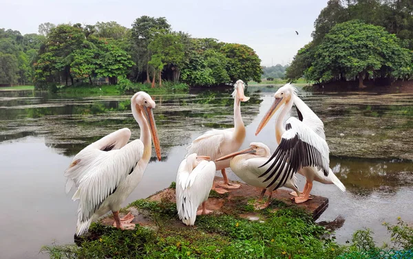 Grande Pelicano Branco Pelecanus Onocrotalus Também Conhecido Como Pelicano Branco — Fotografia de Stock