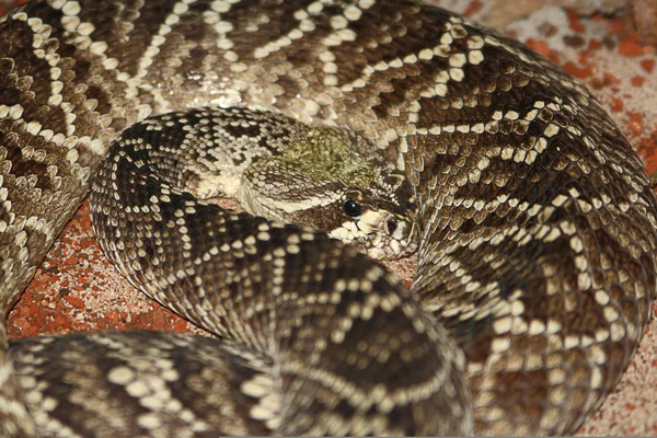 Doğu diamondback çıngıraklı yılan