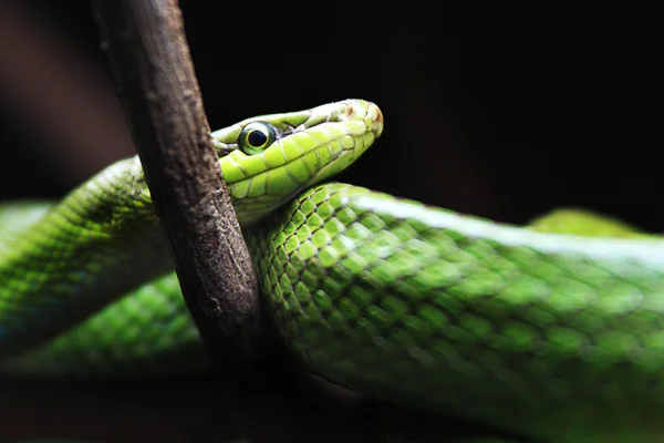 Weergave van een slang red-tailed racer sluiten Stockfoto