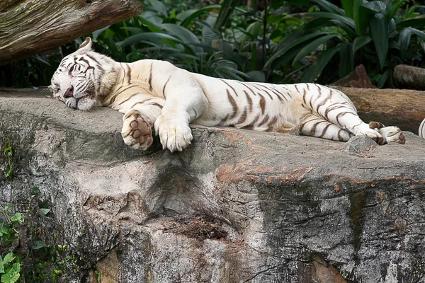 Biały tygrys dorosłych spoczywa — Zdjęcie stockowe
