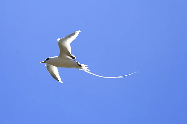 Ak kuyruklu tropik kuşu uçuş