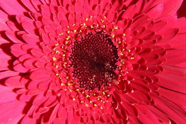 Kırmızı gerbera yakın çekim