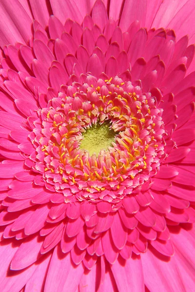 Pembe gerbera yakın çekim — Stok fotoğraf