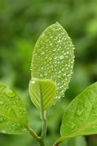 Yeşil yapraklara çiy damlaları düşer