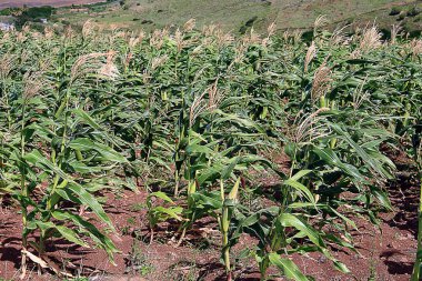 Mısır (Mısır) alanı