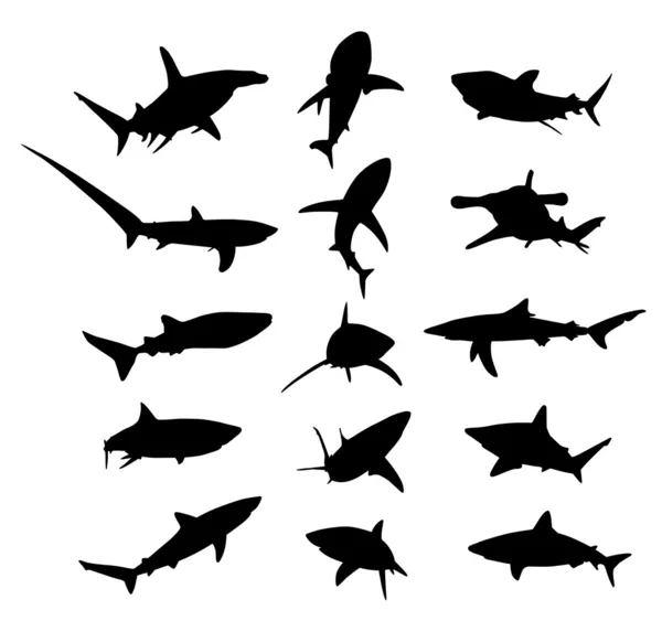 Requin — Image vectorielle