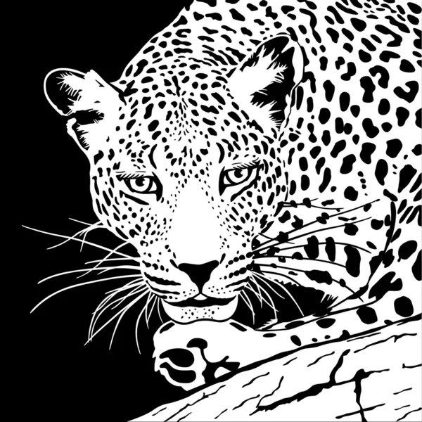 Leopard — Stockvektor