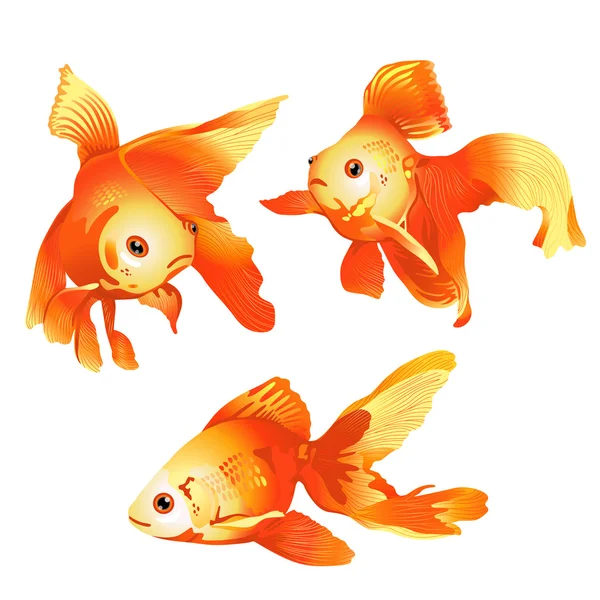 Goldfish — Stock Vector