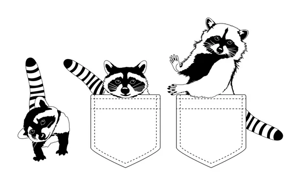 Raccoons — Stock Vector