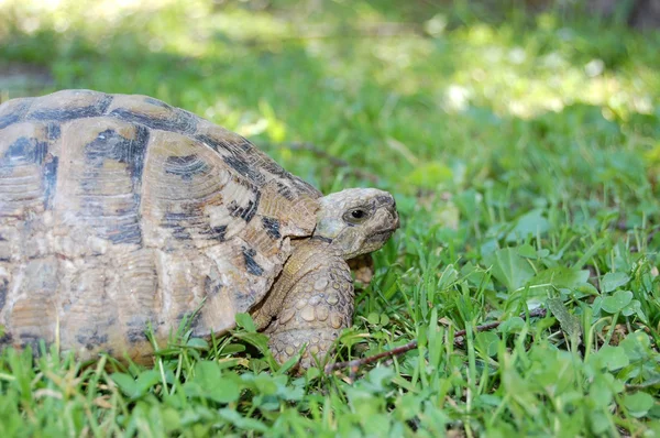 Zeeschildpad — Stockfoto