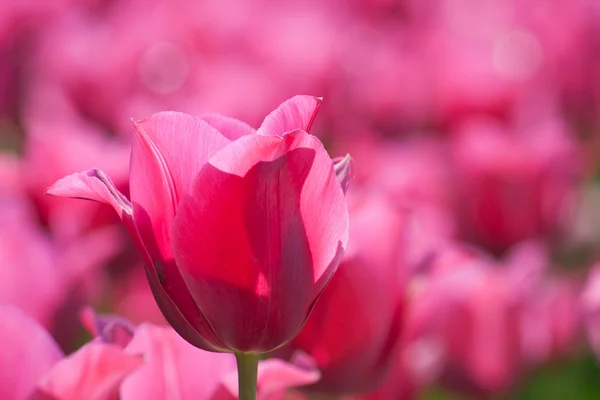 Bed of tulips — Stock Photo, Image